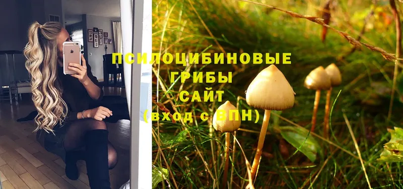 Галлюциногенные грибы MAGIC MUSHROOMS  как найти   Белово 